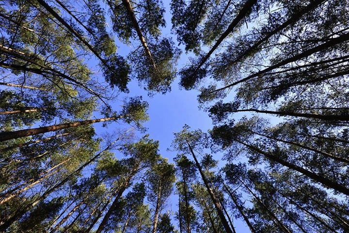 Papierwerkstatt Vom Baum Zum Papier Stadtteilzentrum Lichtenberg Nord