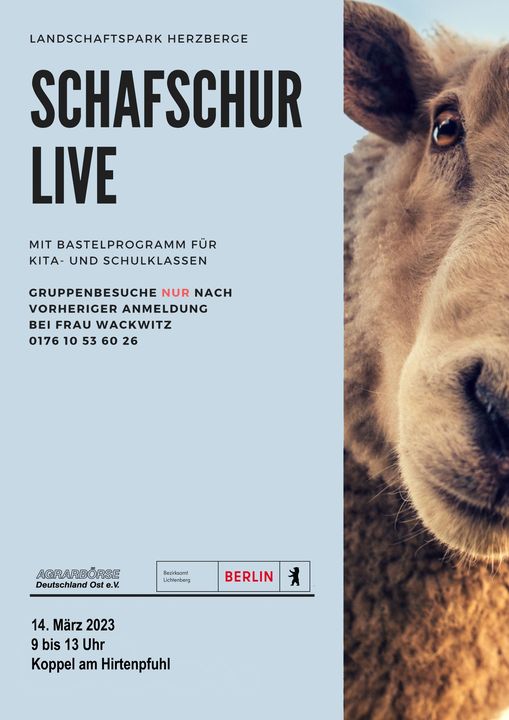 Schafschur live!